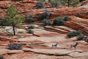 Zion National Park