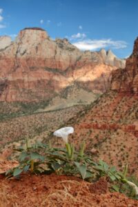 Zion National Park