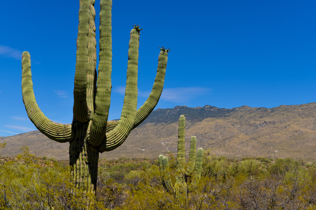 Saguaro National Park utanför Tucson, Arizona