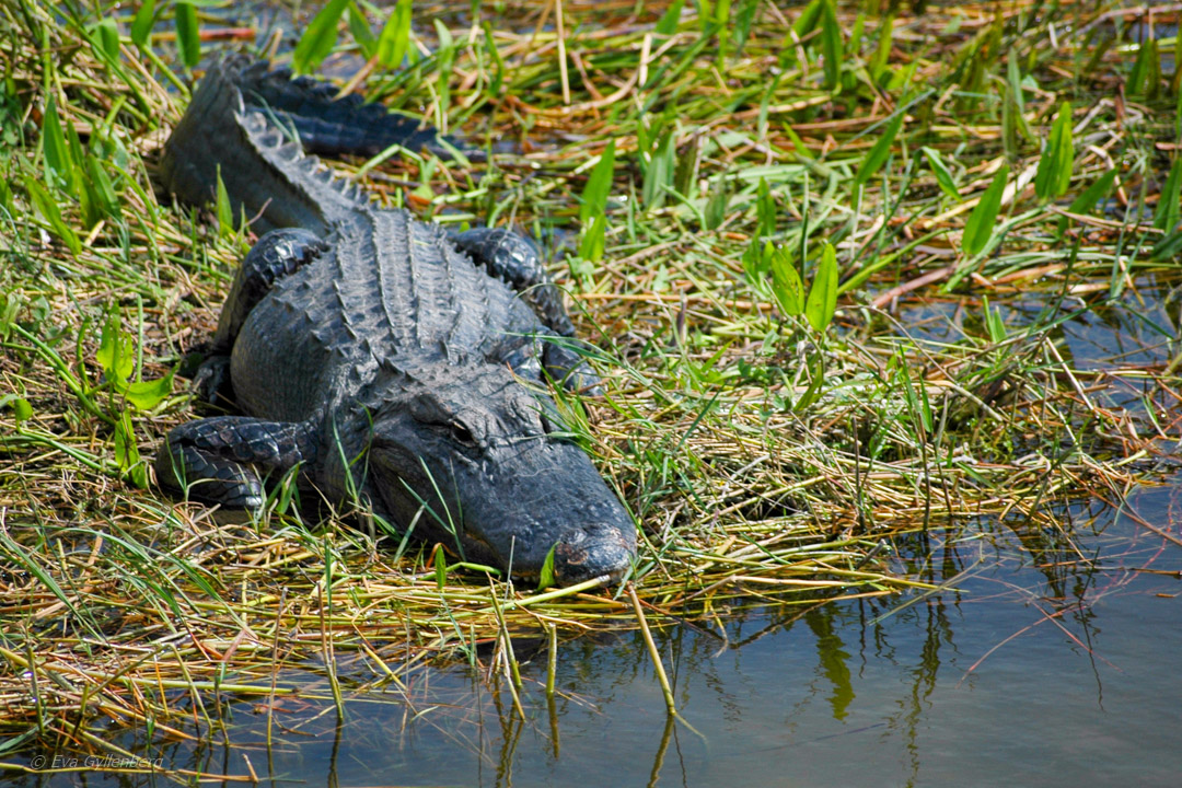 Everglades Nationalpark