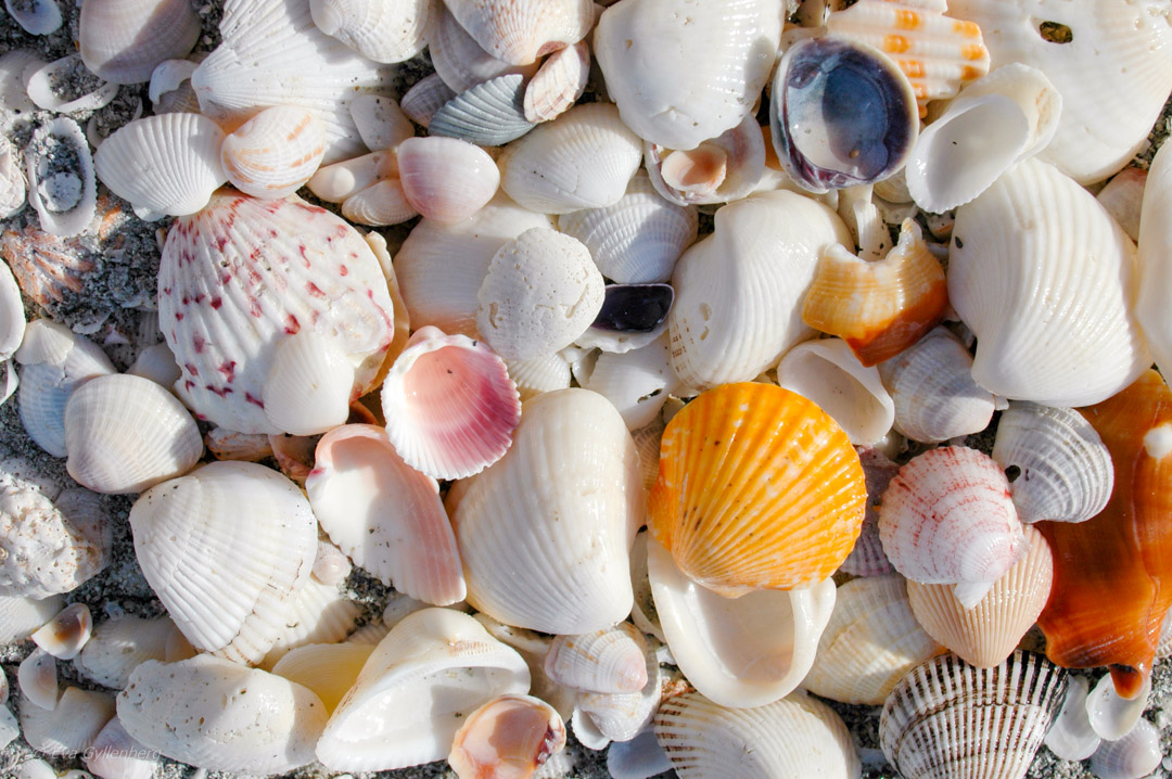 Snäckor på stranden på Sanibel, Florida