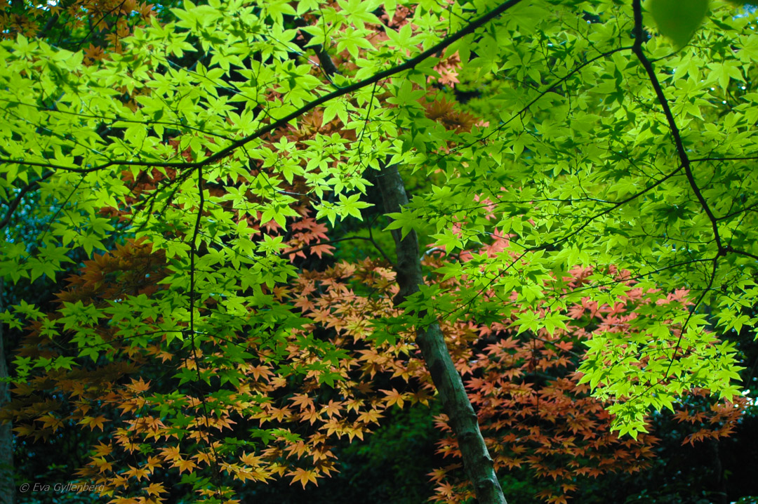 Kyoto-Japan 