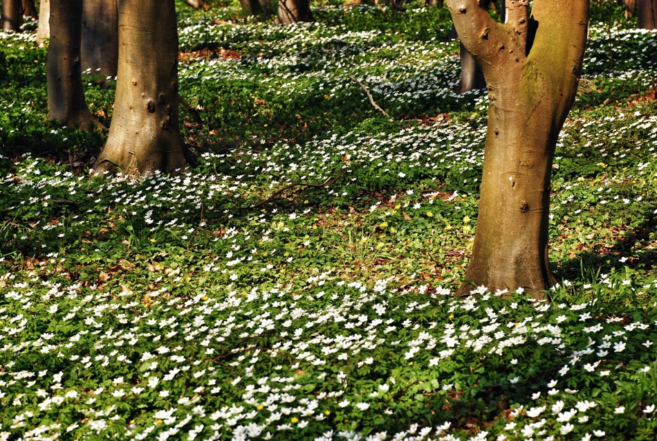 Vitsippor, Skåne, Sverige