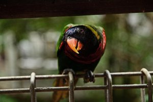 Jurong Bird Park, Singapore