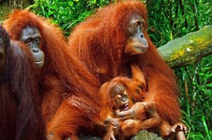 Frukost med orangutanger, Singapore Zoo, Singapore