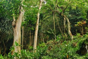 Waimea valley-Oahu-Hawaii-USA (5)