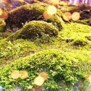 Tyresta nationalpark