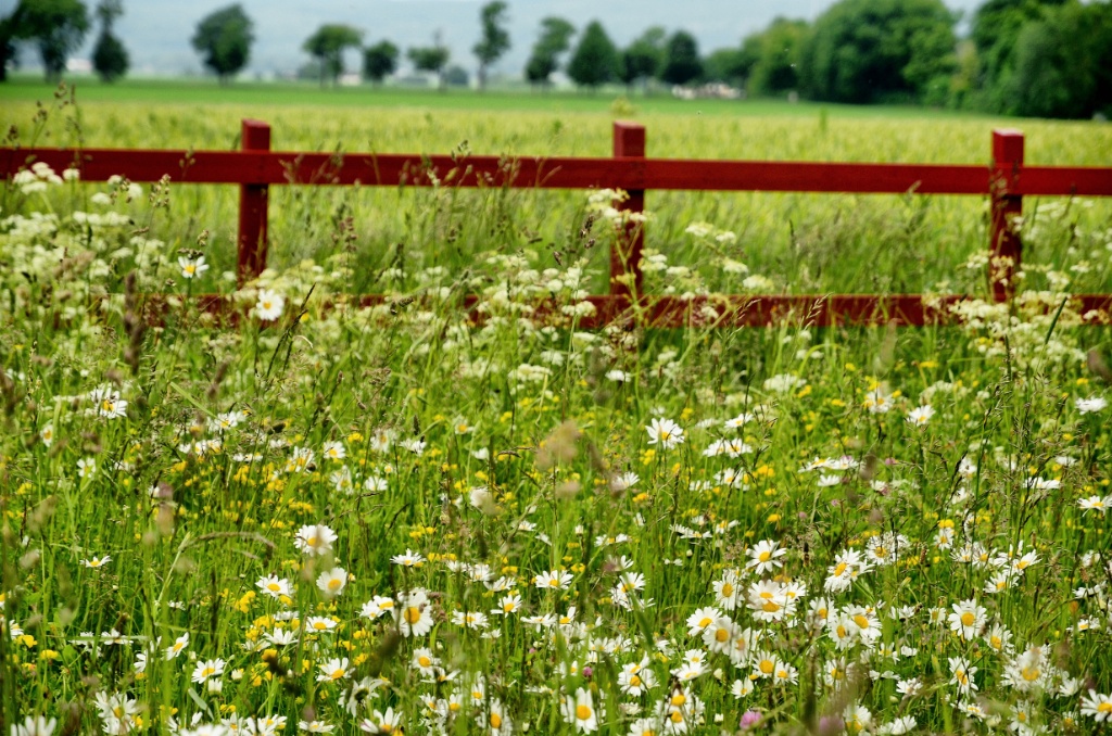 Flowers and a red fence-Sweden