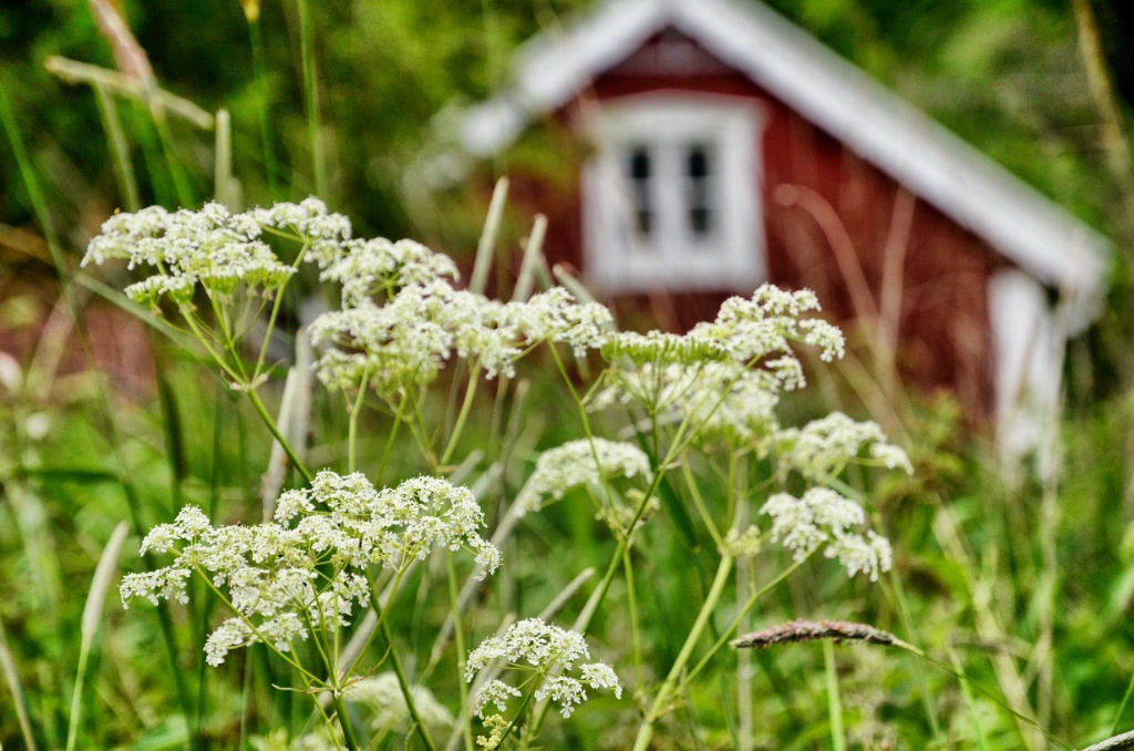 White flower and red cottage-Gränna-Sweden