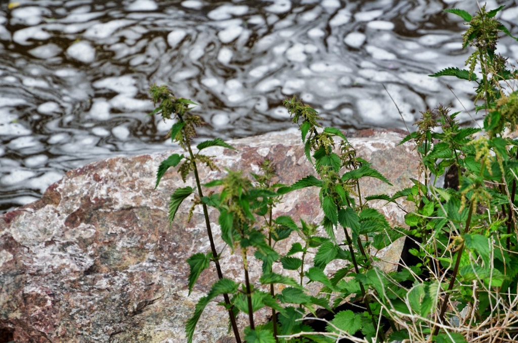 Bubbly sea - Gränna-Sweden