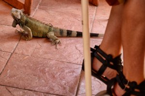 Iguana-Palm beach-Aruba