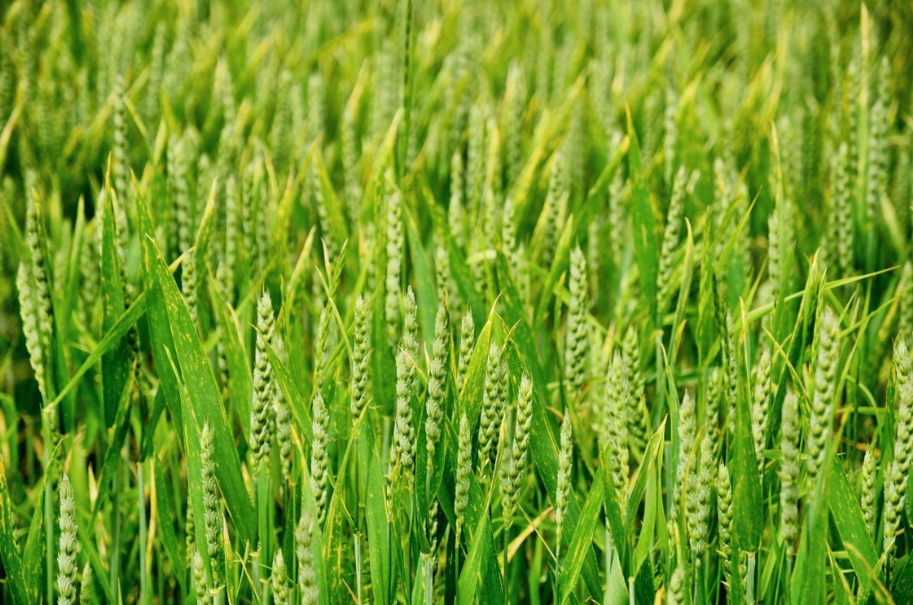 Fields by the shores of Vättern-Sverige
