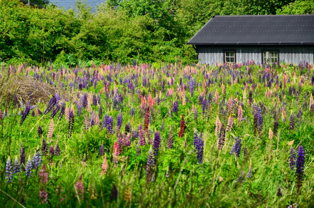 Lupines-Gränna-Sweden