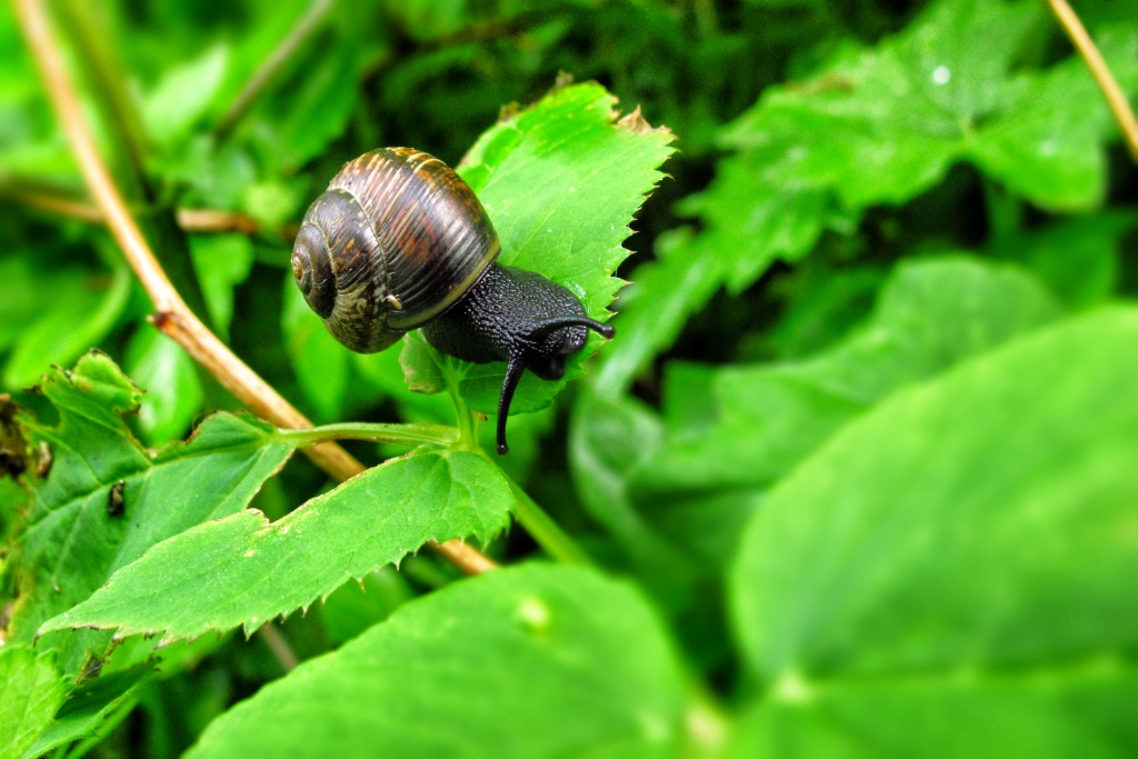 Snail-Gränna - Sweden