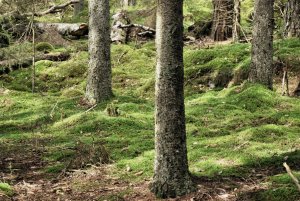 Tyresta Nationalpark-Sverige (6)