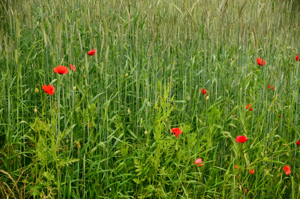 Red poppy-Vättern-Sweden