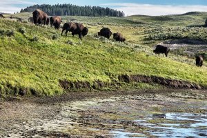 Yellowstone – Wyoming – USA