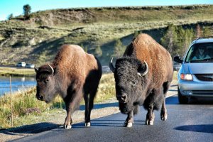 Yellowstone – Wyoming – USA