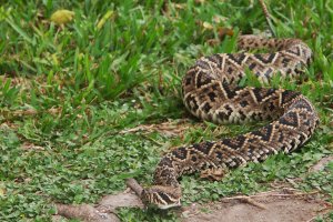Skallerorm i Everglades