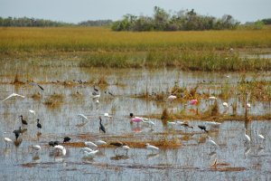 Everglades – Florida