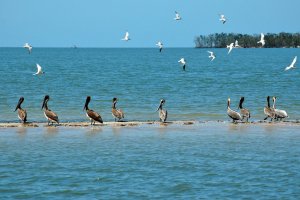 Everglades – Florida