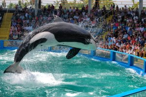 Uppvisning med späckhuggaren Lolita på Miami Seaquarium.