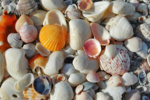 Snäckor på stranden på ön Sanibel
