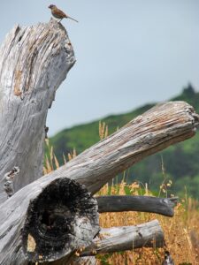 Fågel på stubbe
