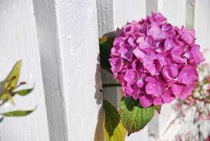 Hortensia i Mendocino – Kalifornien – USA
