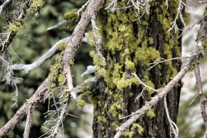 Mossa – Lassen NP – Kalifornien – USA