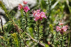 Rosa blommor – Lassen NP – Kalifornien – USA