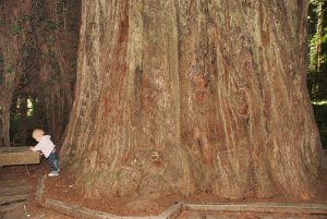 Stora Redwoods – Kalifornien – USA