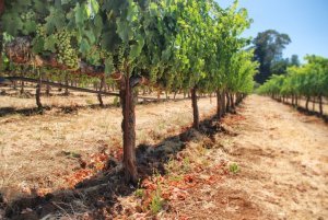 Vinodlingar – Sonora  – Kalifornien – USA