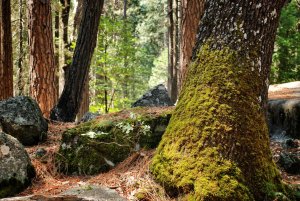 Yosemite – Kalifornien – USA