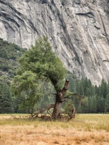Yosemite – Kalifornien – USA