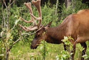 Jasper-Alberta-Kanada (23)