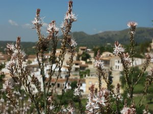 Mallorca – Spanien