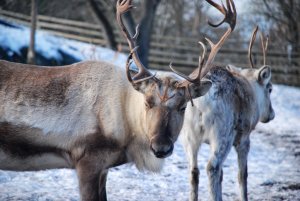 Skansen – Djurgården – Stockholm