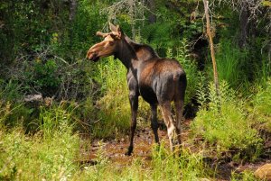 Algonquin Provincial Park-Ontario-Kanada