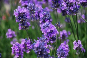 Lavendel-Kelowna-BC-Kanada