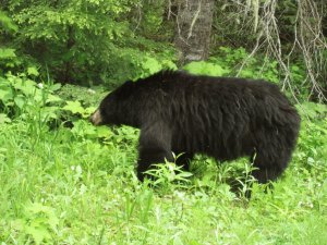 Svartbjörn-Wells Gray-BC-Kanada