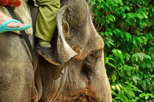 Singapore Zoo-Singapore