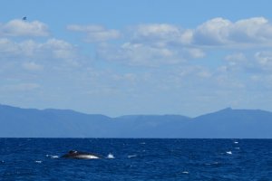 Stora Barriärrevet – Queensland – Australien