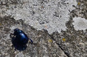 Stendorren (17)