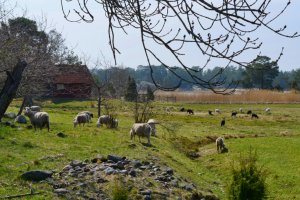 Stendorren (6)