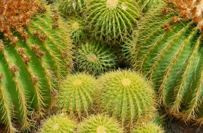 Kaktus i New Mexico