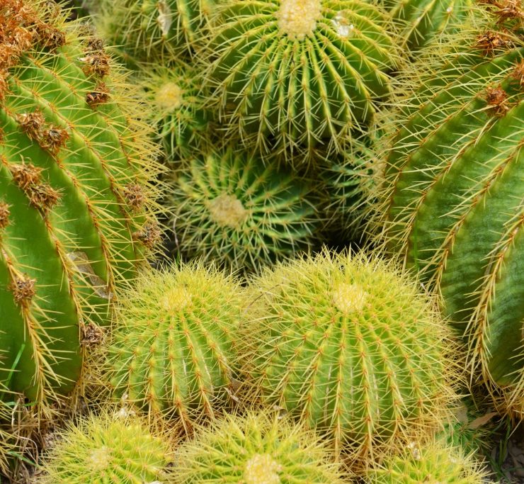 Kaktus i New Mexico