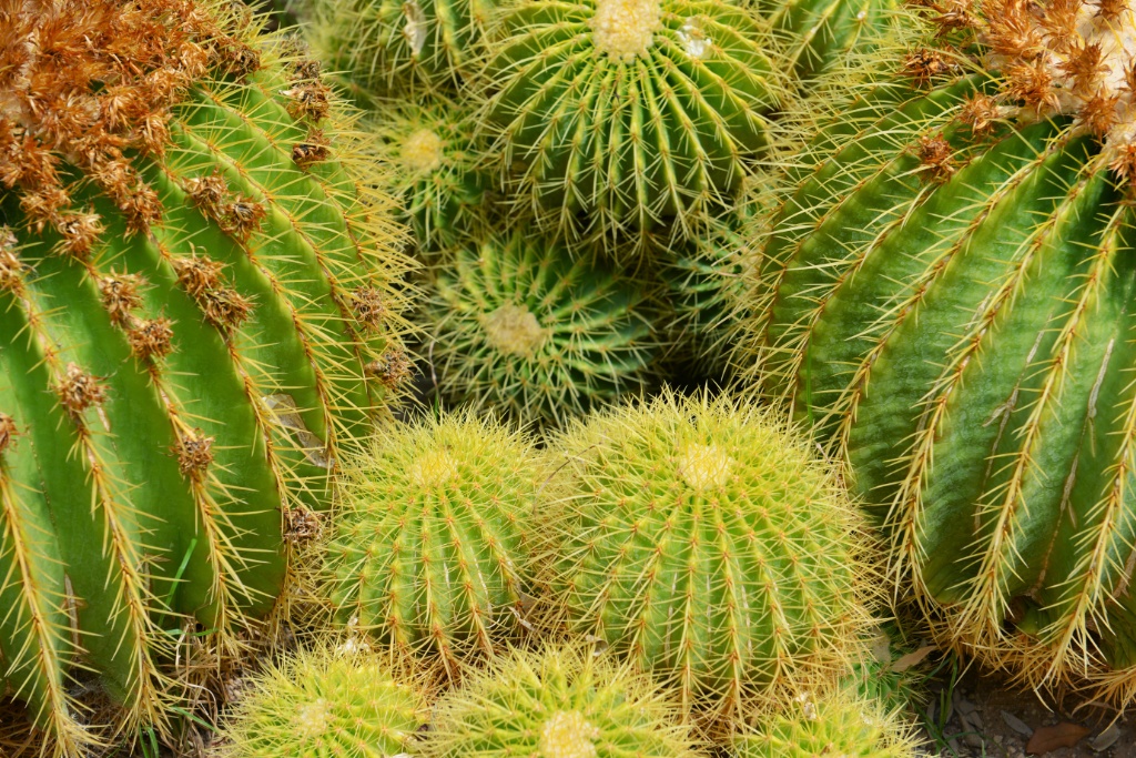 Cactus in New Mexico