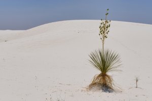 New Mexico – USA