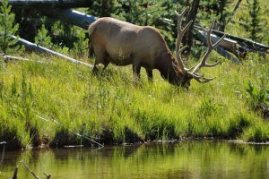 Yellowstone-Wyoming-10